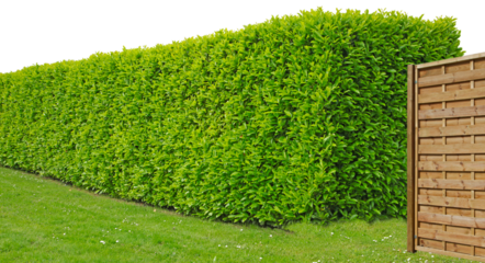 Haie de laurier palme	