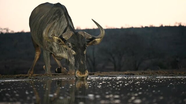 Wildebeest drinking at a water hole in South Africa in the evening. 