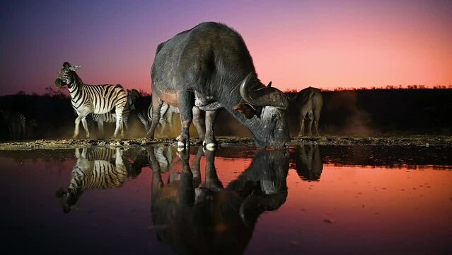 An African buffalo drinking at a water hole with zebras in the background with a beautiful evening sky in South Africa