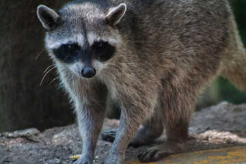 mapache parado