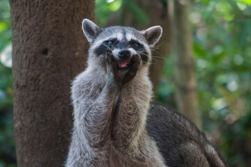 mapache haciendo caritas 2