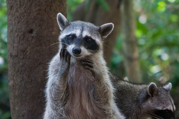 mapache haciendo caritas 3