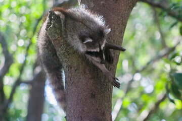 pequeño mapache atorado en el arbol