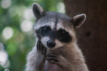 mapache haciendo caritas 5