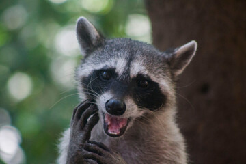 mapache haciendo caritas 6