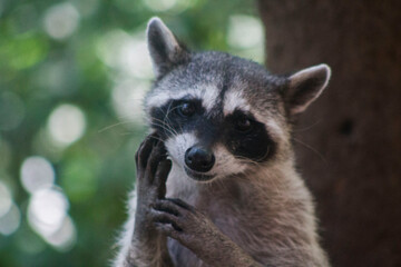 mapache haciendo caritas 7