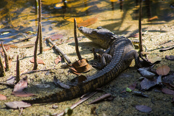 pequeño cocodrilo