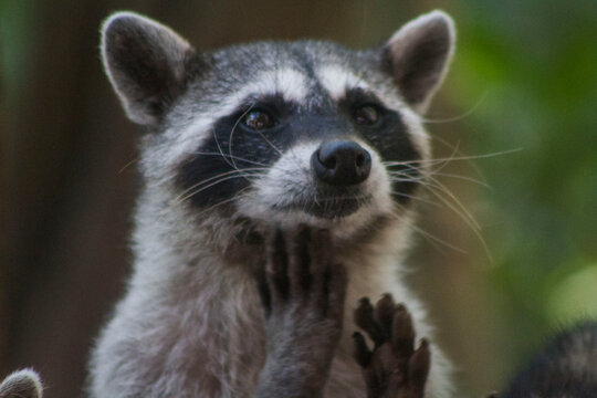 mapache haciendo caritas 4