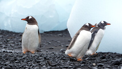 Gentoo penguins (Pygoscelis papua) walking past chunks of ice at Brown Bluff, Antarctica