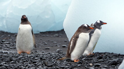 Gentoo penguins (Pygoscelis papua) walking past chunks of ice at Brown Bluff, Antarctica