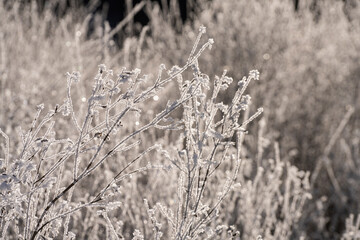 Fototapeta premium The ice on the shrubs