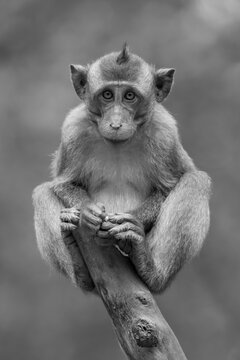 Portrait of a Long-tailed macaque (Macaca fascicularis), sitting on a tree stump looking at the camera; Can Gio, Ho Chi Minh, Vietnam