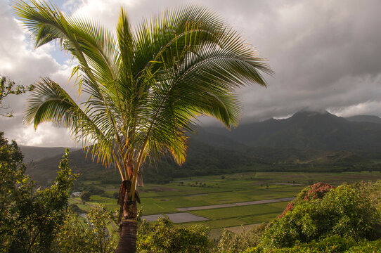 Palm tree framing the overview of the agricultural area on the Island of Kauai; Hanalei, Kauai, Hawaii, United States of America