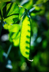 Close up of pea pod (Pisum sativum) on the plant; Alberta, Canada