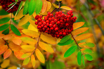 Close up of mountain ash berries hanging from the tree with colourful leaves in the fall; Calgary, Alberta, Canada