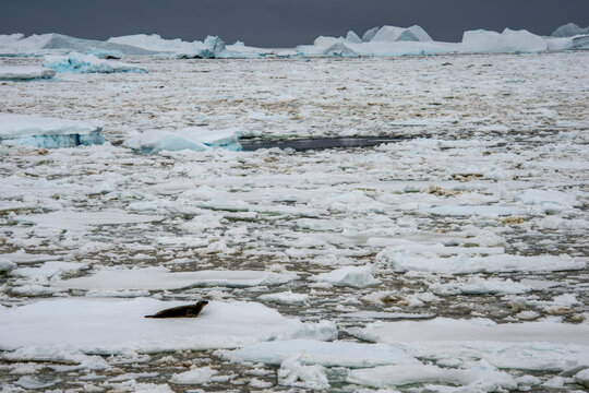 Leopard seal (Hydrurga leptonyx) resting on an ice floe in the Penola Strait, a point far south on the Antarctic Peninsula; Antarctica