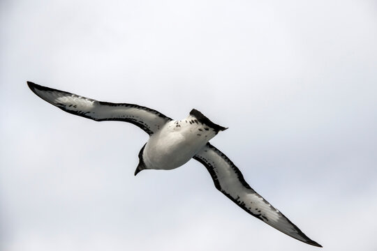 Light-Mantled Albatross in flight