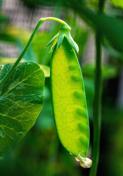 Close up of pea pod (Pisum sativum) on the plant; Alberta, Canada
