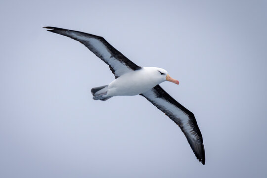 Black-browed albatross (Thalassarche melanophris) glides with wings spread diagonally; Antarctica