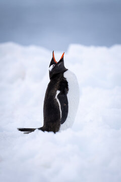 Gentoo penguin (Pygoscelis papua) stands on deep snow squawking; Antarctica