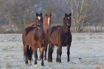 Two Greenwing section D Welsh cob mare horses in a field with a through bred on a cold frosty winters morning on a Norfolk farm