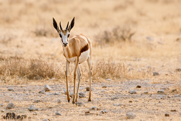 Young springbok in Etosha National Park. Namibia