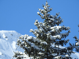 Verschneiter Tannenbaum vor schneebedeckten Alpen, Vorarlberg