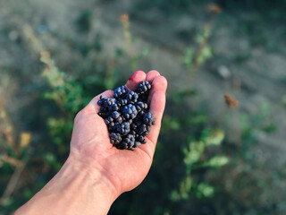 Dark blue wild forest blackberry in hands at sunset close-up