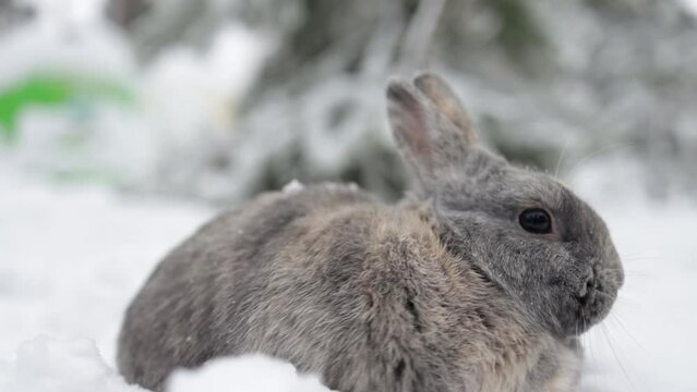 Grey winter bunny rabbit sitting on the snow in forest.
