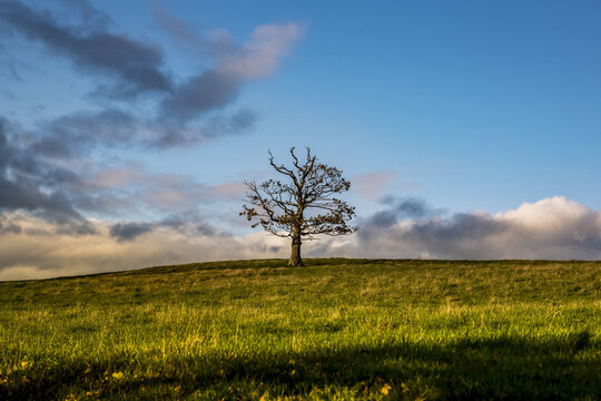Leafless tree in a grass field with clouds on the horizon, North Downs Way; Kent, England