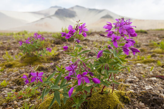 Dwarf fireweed (Chamaenerion latifolium) growing in the pumice with Baked Mountain in the background, Valley of Ten Thousand Smokes, Katmai National Park; Alaska, United States of America