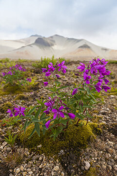 Dwarf fireweed (Chamaenerion latifolium) growing in the pumice with Baked Mountain in the background, Valley of Ten Thousand Smokes, Katmai National Park; Alaska, United States of America