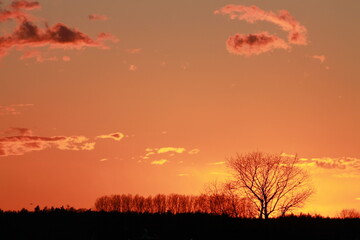 sunset in the forest