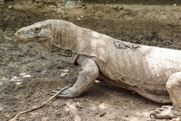 Komodo
