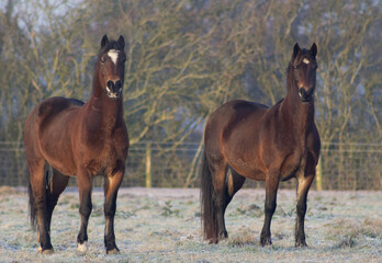 pair of Greenwing section D Welsh cob horses on a frosty morning
