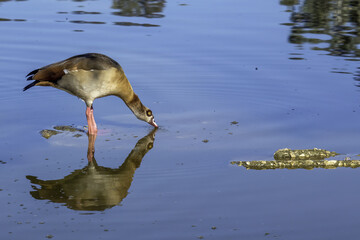 duck in the water