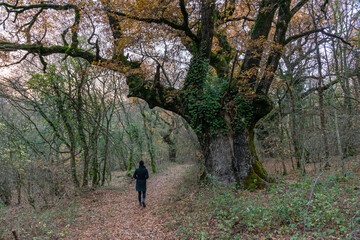 Walking through the woods under a majestic oak tree