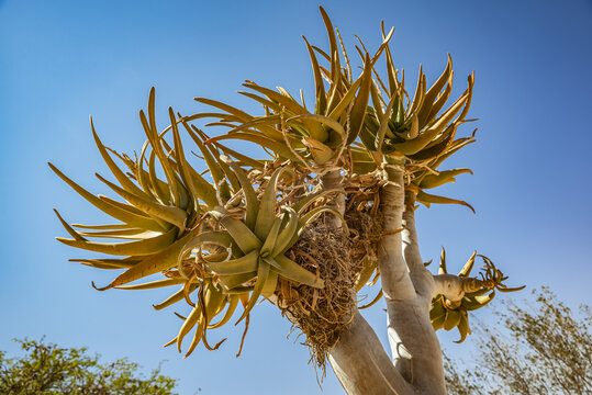 Quiver tree (Aloidendron dichotomum) at Gondwana Canyon Roadhouse, Fish River Canyon; Namibia