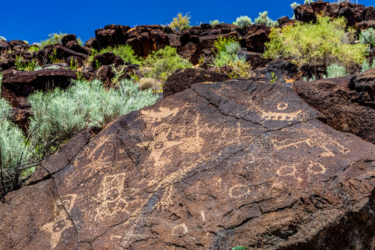 Petroglyphs on volcanic rock with sagebrush in Piedras Marcadas Canyon, Petroglyph National Monument on a sunny, spring afternoon; Albuquerque, New Mexico, United States of America