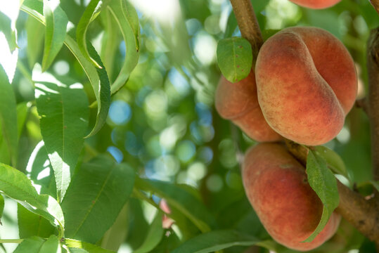 Close-up of Saturn Peaches (Prunus persica var. platycarpa) on a peach tree in Benissanet; Catalonia, Tarragona, Spain