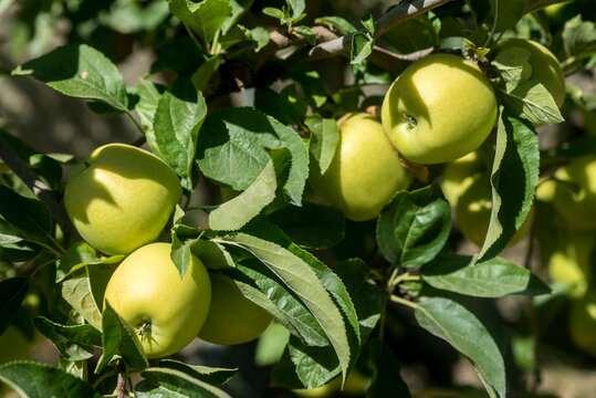 Close-up of Golden Delicious Apples (Malus domestica 'Golden Delicious') on an apple tree in Benissanet; Catalonia, Tarragona, Spain