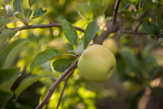 Close-up of Golden Delicious Apple (Malus domestica 'Golden Delicious') on an apple tree in Benissanet; Catalonia, Tarragona, Spain