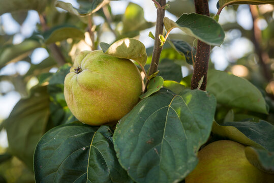 Close-up of quinces (Cydonia oblonga) maturing on a quince tree in Benissanet; Catalonia, Tarragona, Spain