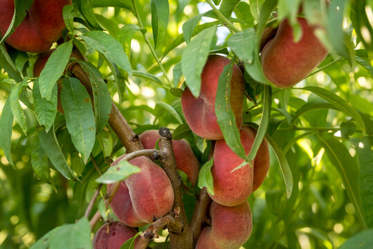 Close-up of Saturn Peaches (Prunus persica var. platycarpa) on a peach tree in Benissanet; Catalonia, Tarragona, Spain