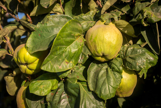 Close-up of quinces (Cydonia oblonga) maturing on a quince tree in Benissanet; Catalonia, Tarragona, Spain