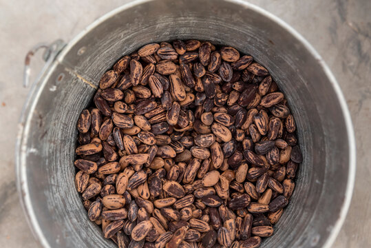Pine nuts inside its variegated brown shells inside a metal tub, Benissanet; Catalonia, Tarragona, Spain