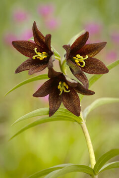 Rice Root or Chocolate Lily (Fritillaria biflora) on Admiralty Island, Tongass National Forest; Alaska, United States of America
