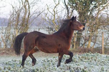 Greenwing section D welsh cob horse trotting past on a frosty morning