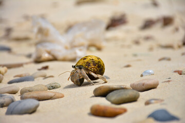 hermit crab on the beach	