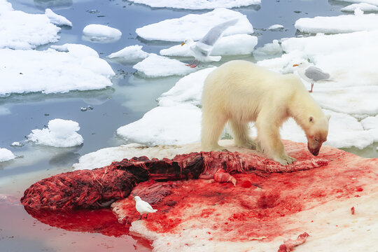 Polar bear (Ursus maritimus) on belgua whale kill, with Ivory Gull (Pagophila eburnea) and Glaucous gulls (Larus hyperboreus) nearby, Northeast Svalbard Nature Preserve; Svalbard, Norway